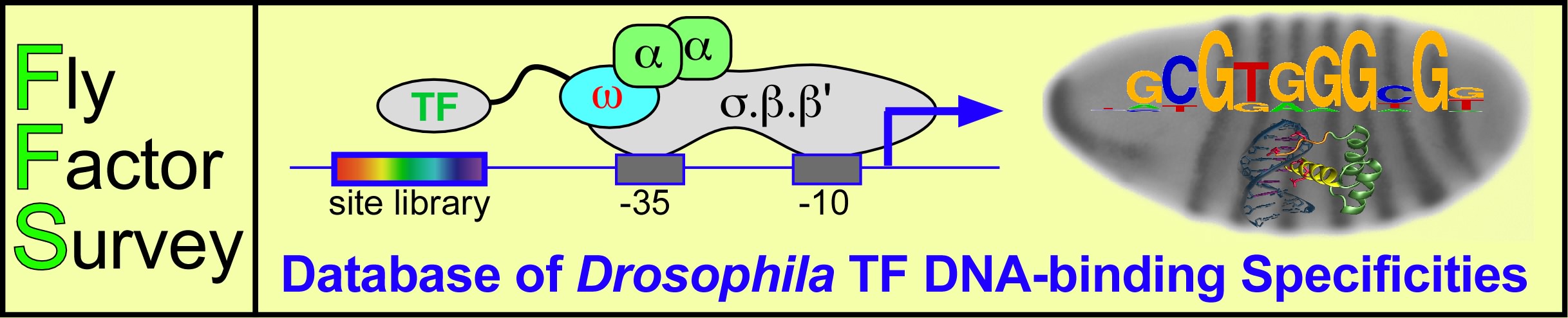 TFDBS db
